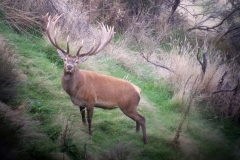 Stag2